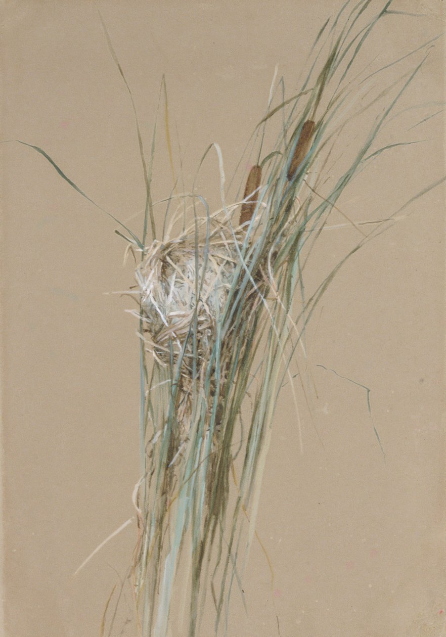 Fuglerede i Cattails, ca. 1875. af Fidelia Bridges