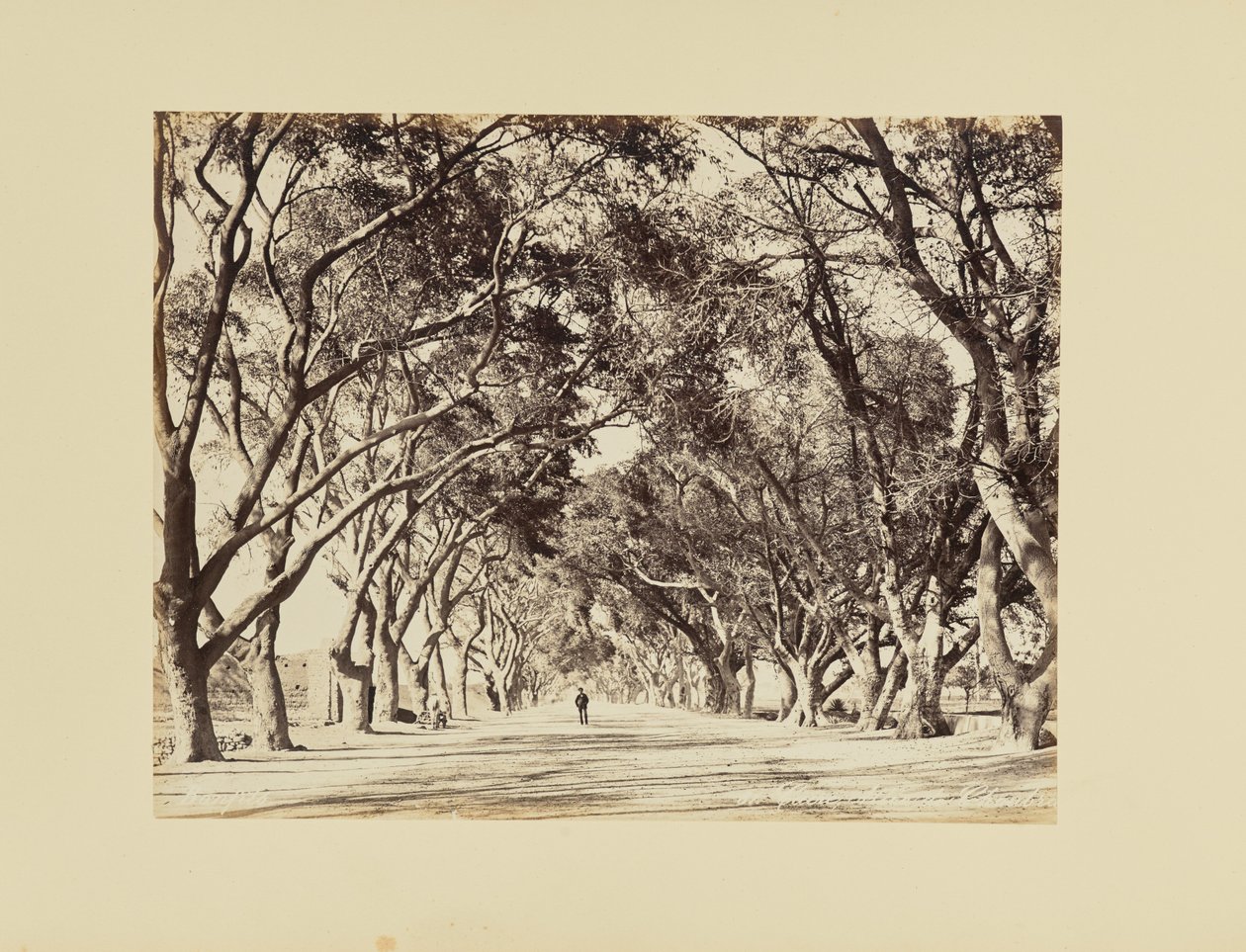 Cairo, Allée de Choubra af Félix Bonfils