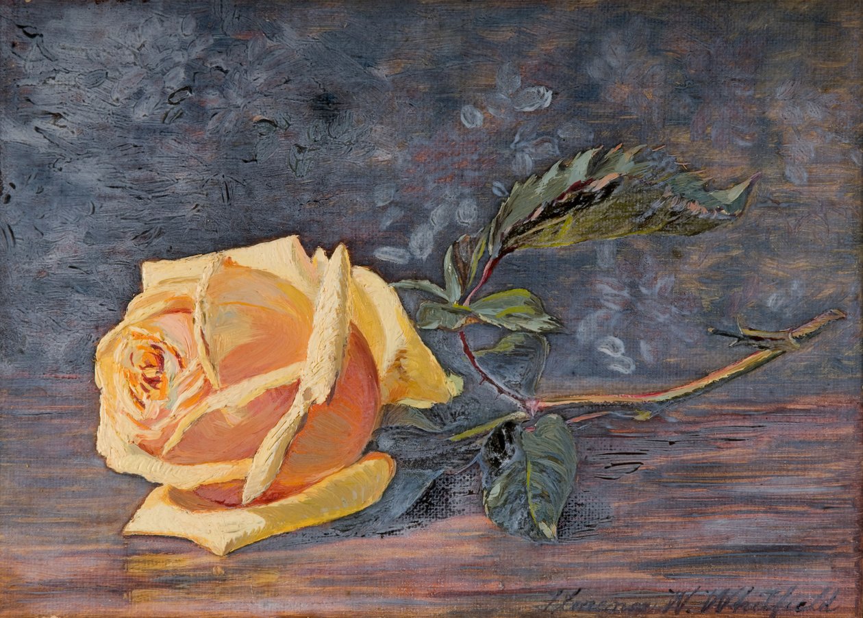 Gul Rose, 1887. af Florence Westwood Whitfield