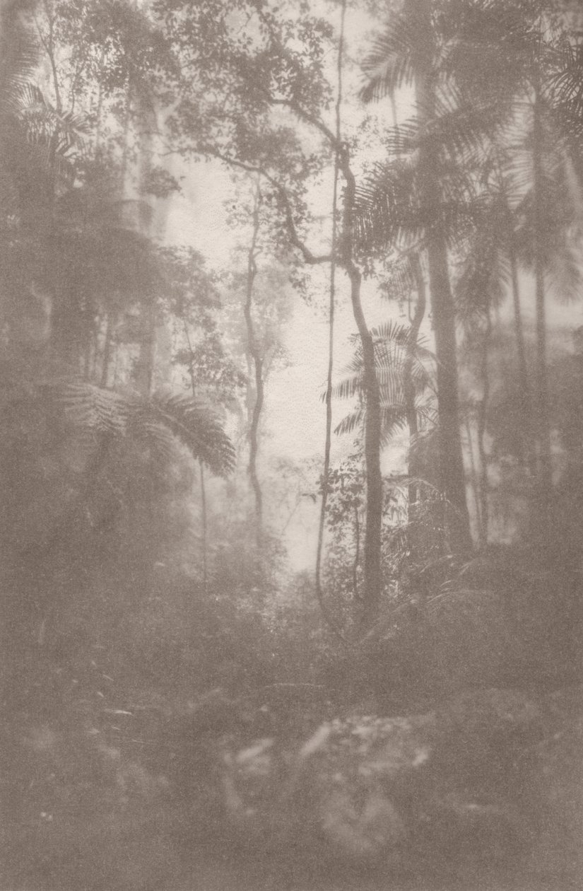 Tåget jungle 1, 2024 (foto) af Florent Bodart