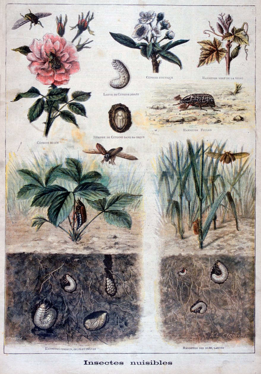Skadelige insekter, 1897 af Fortuné Méaulle