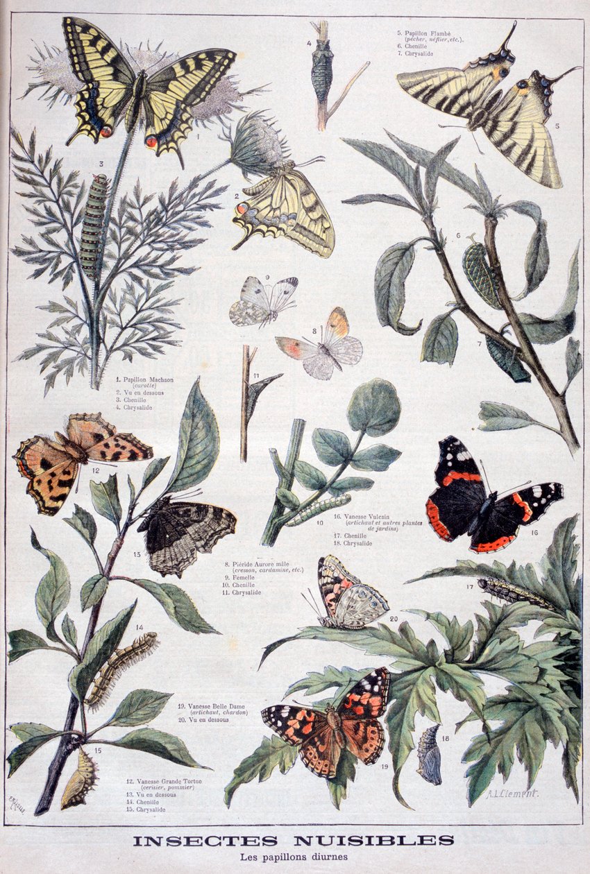 Skadelige insekter: dagslyssommerfugle, 1897 af Fortuné Méaulle