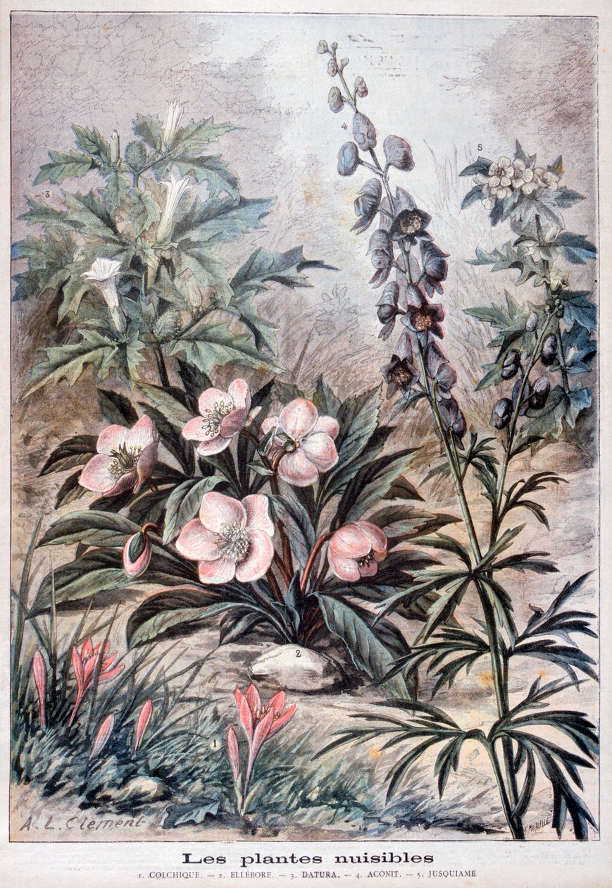 Skadelige planter, 1897 af Fortuné Méaulle
