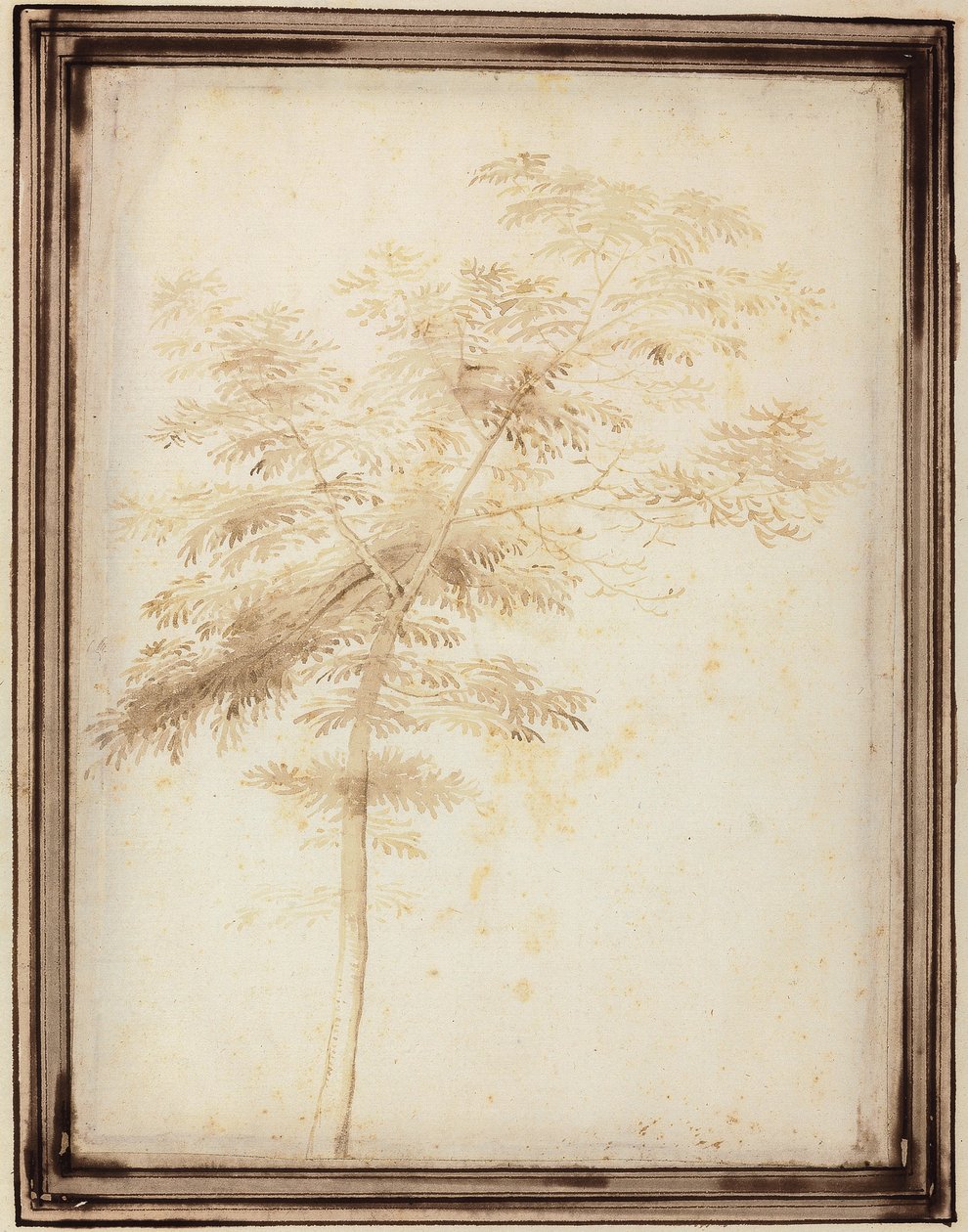 En undersøgelse af et træ af Fra Bartolomeo