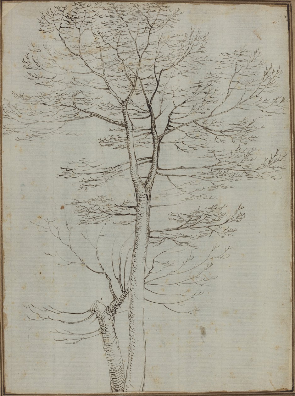 Bare træ [verso] af Fra Bartolommeo
