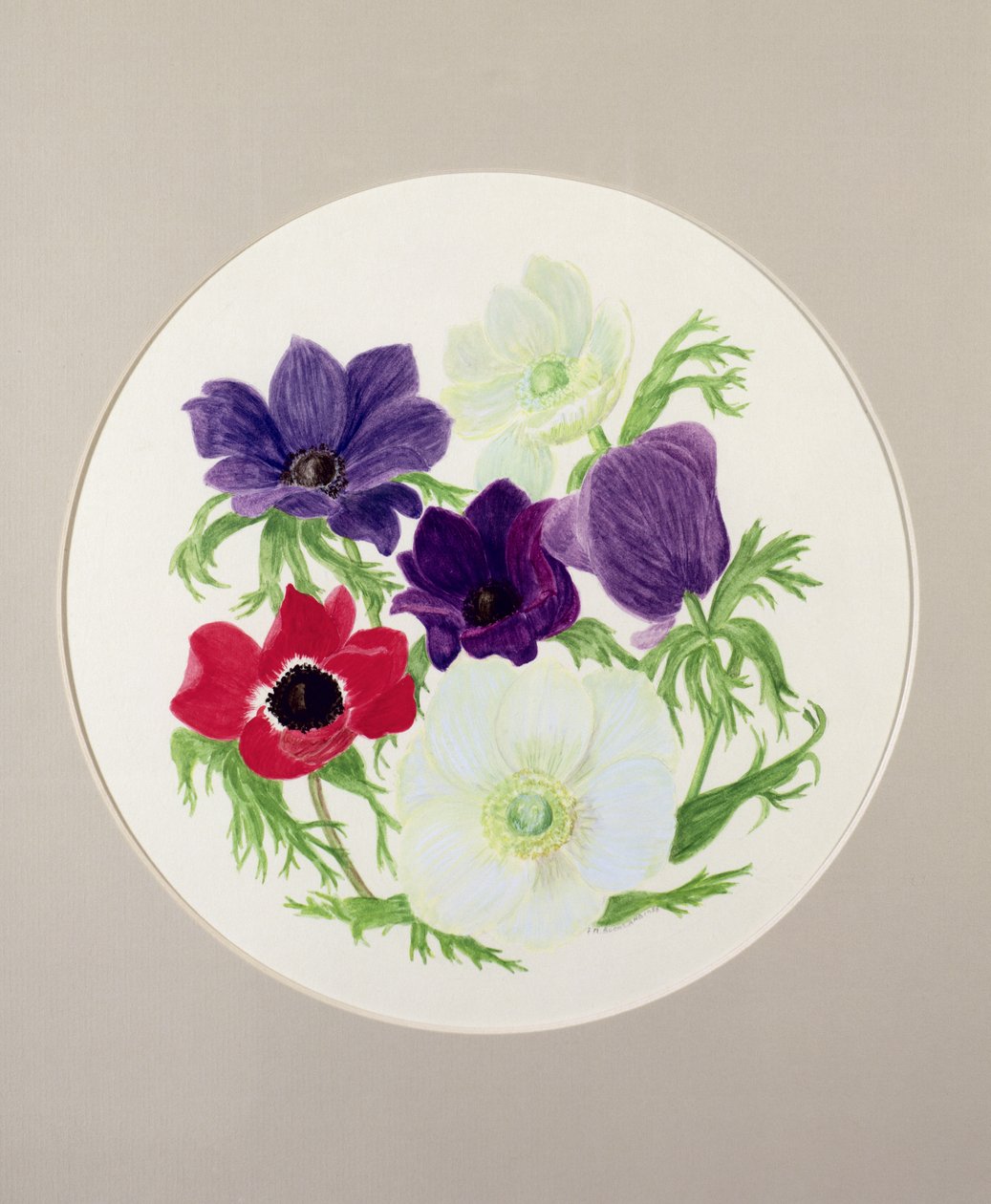 Anemoner af Frances Buckland