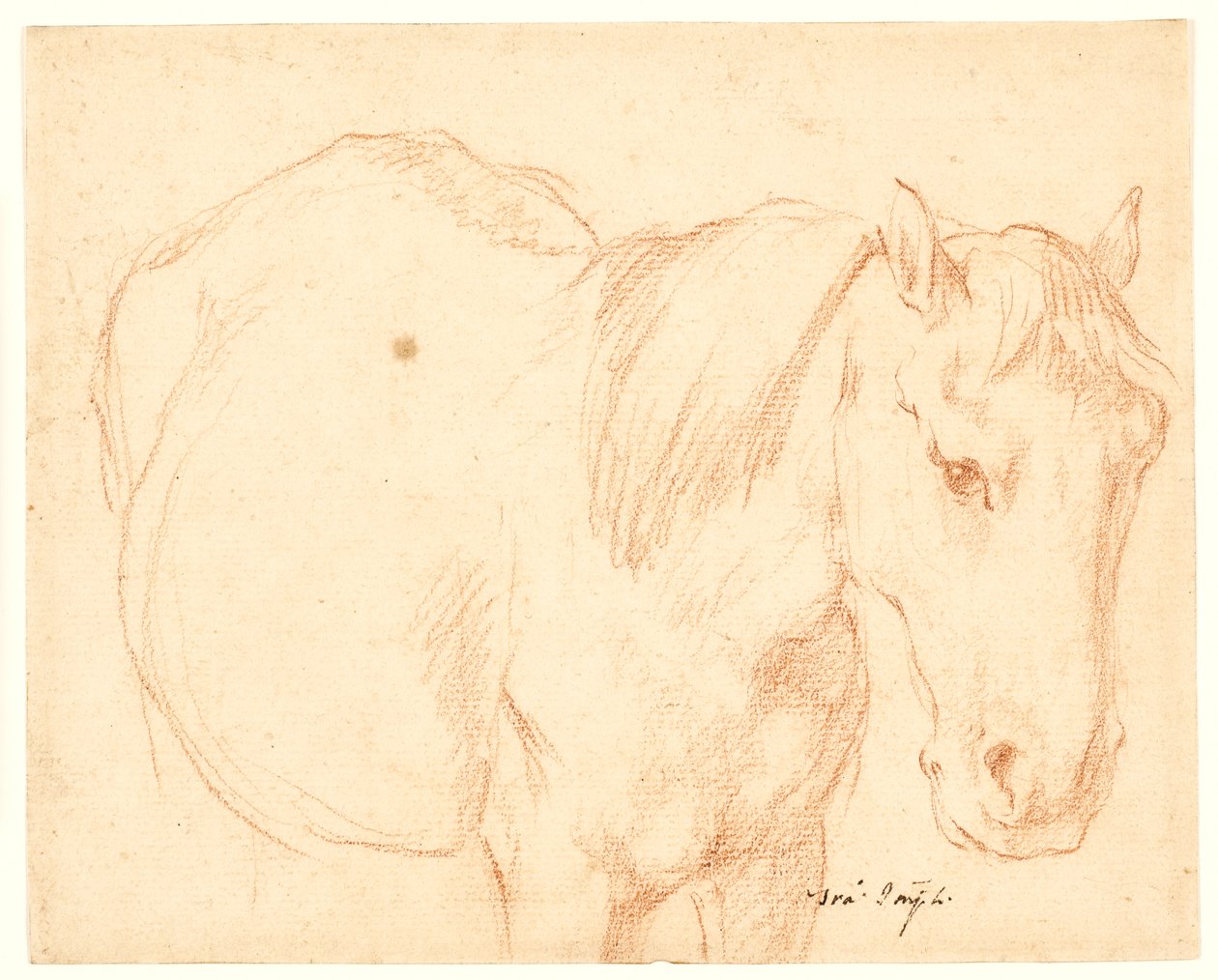 En hest af Francesco Fernandi