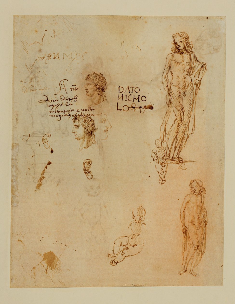 Tre profiler; ører; to Apollos ... af Francesco di Simone (attr. to)