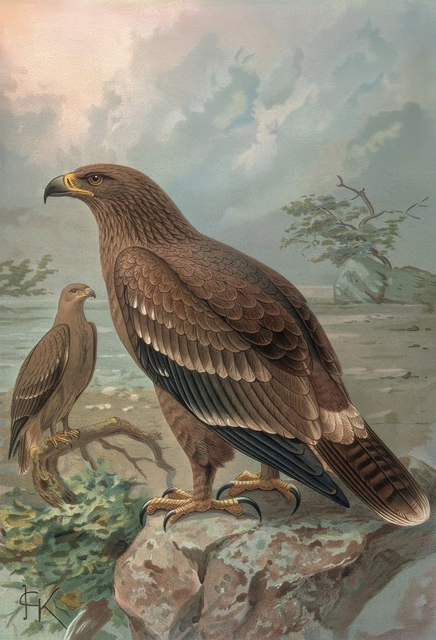 GRAVERING-NEPAL ØRN-KVINNER-AQUILA NIPALENSIS af Francia