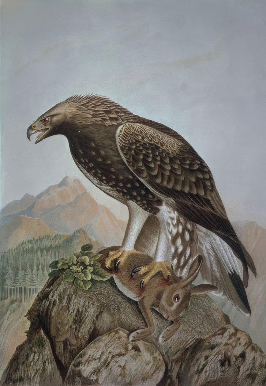 GRAVERING-LEONADA EAGLE-YOUNG HAN - AQUILA CHRYSAETOS af Francia