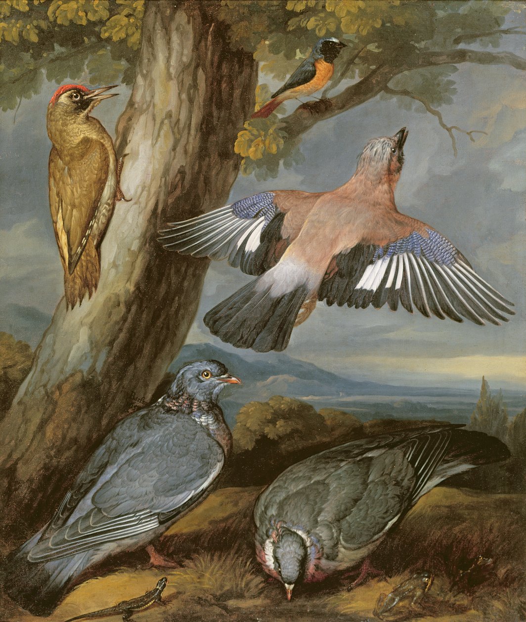 Jay, grøn spætte, duer og rødstjert, ca. 1650 af Francis Barlow