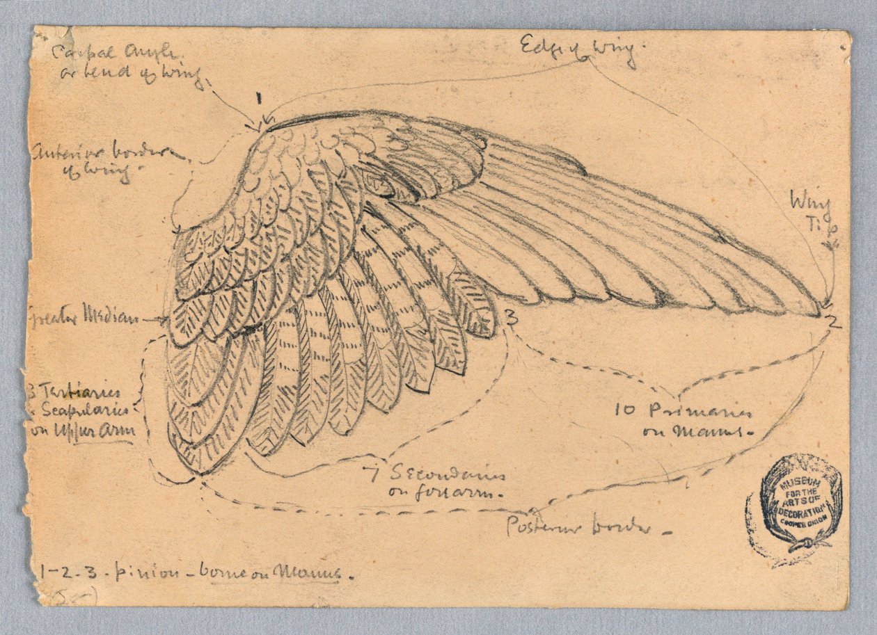 Studie af en vinge af Francis Augustus Lathrop