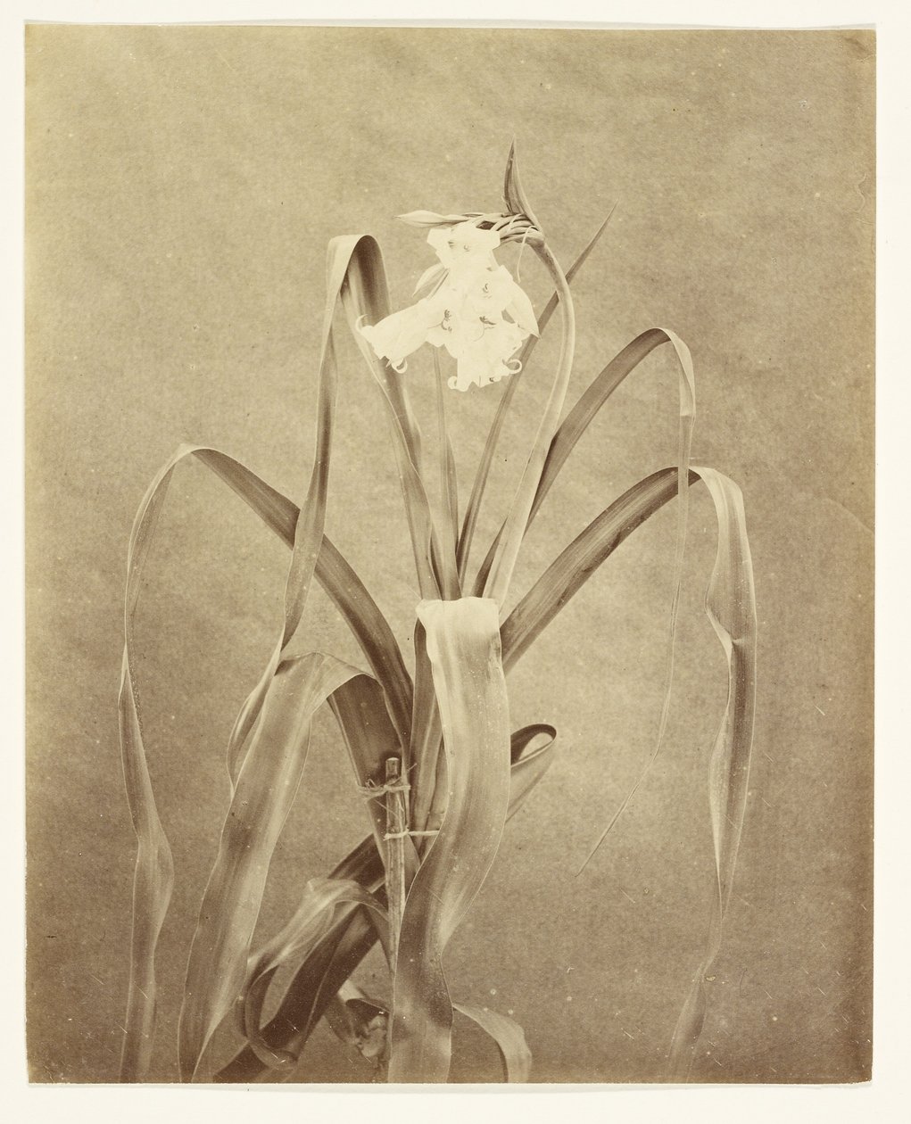 [Blomster] af Francis Edmond Currey
