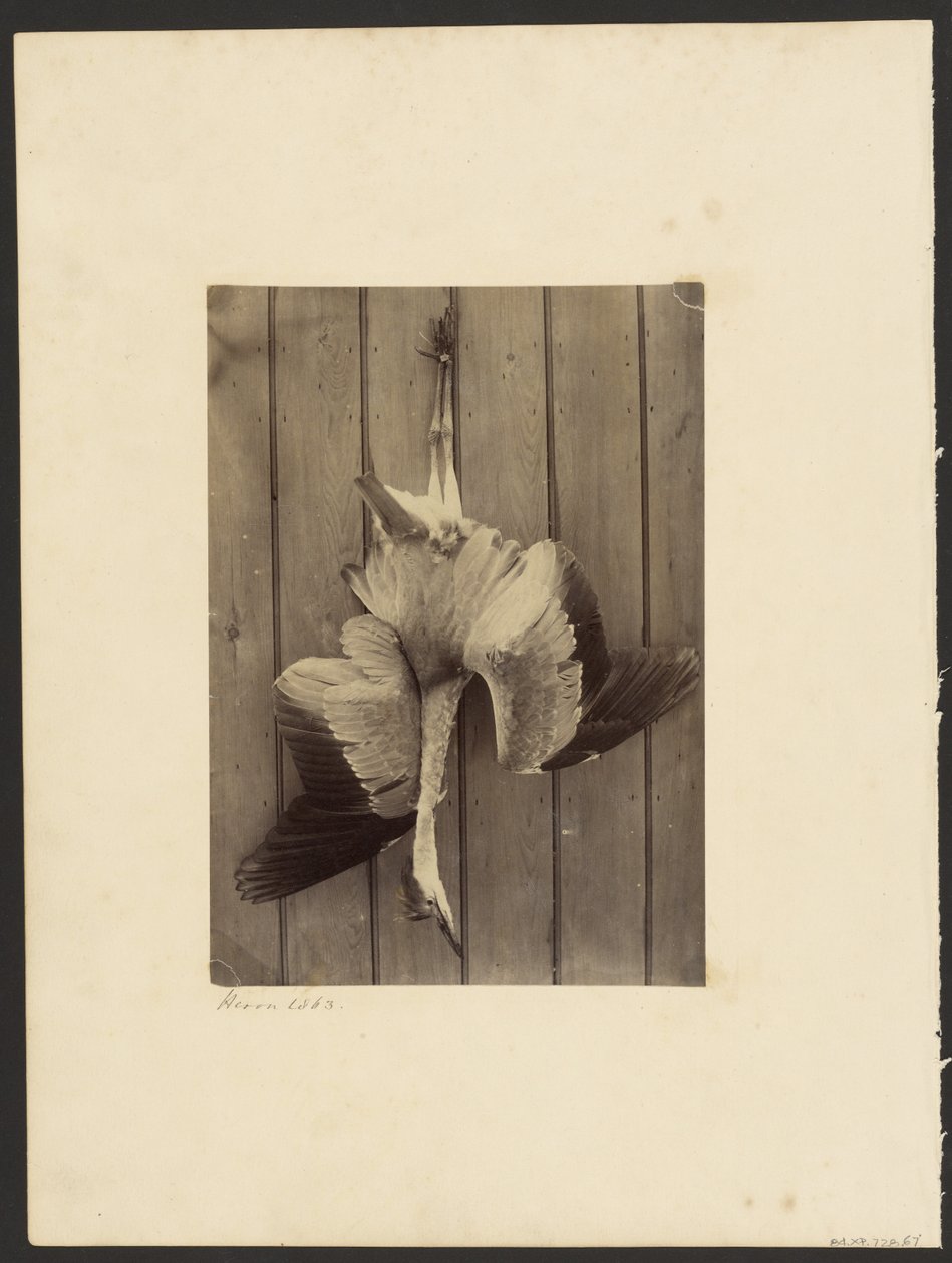 Fiskehejre af Francis Edmond Currey