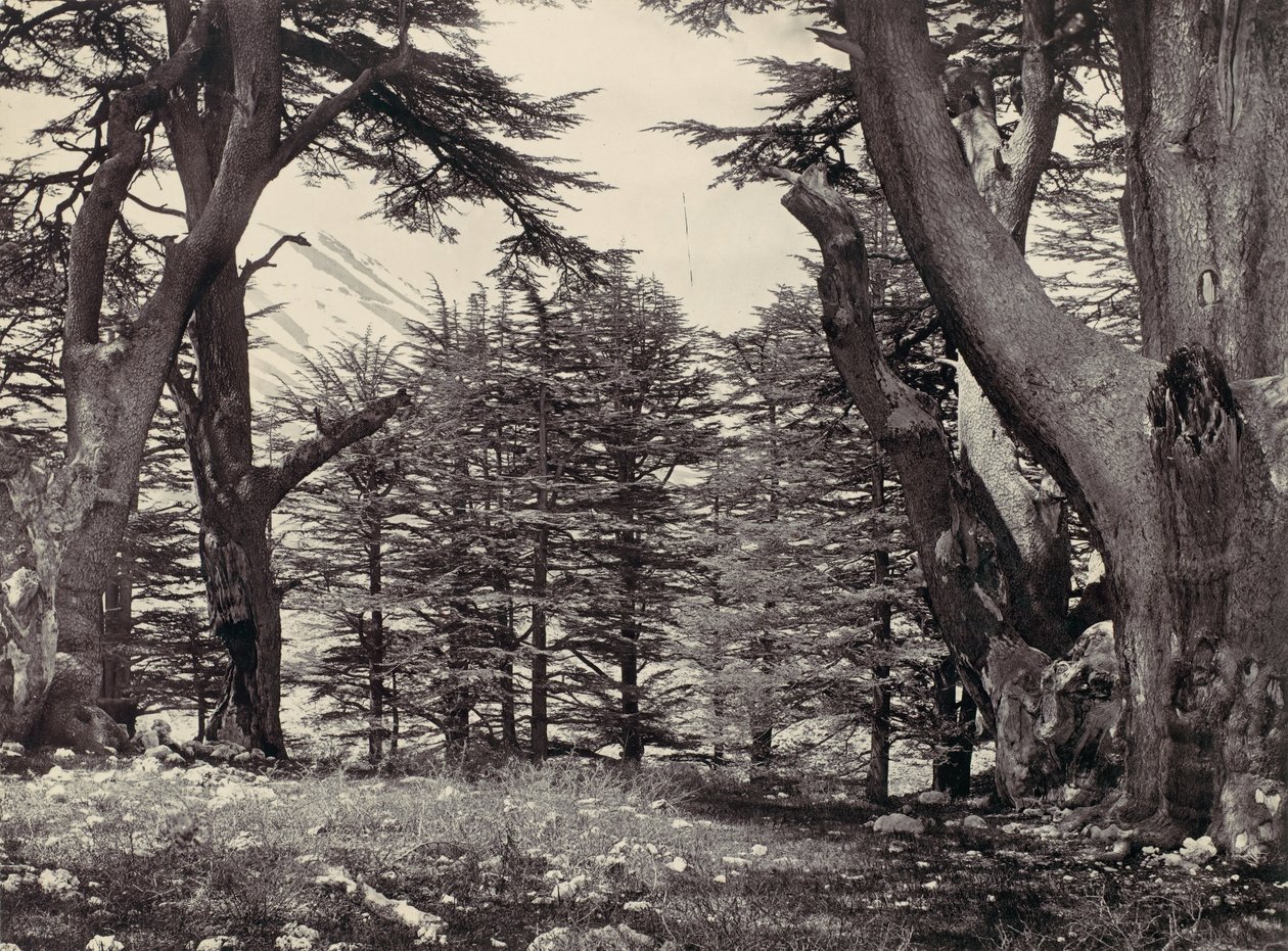 Cedars of Libanon, ca. 1857. af Francis Frith