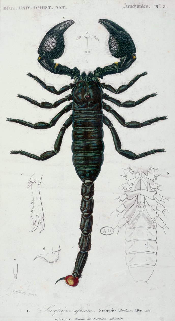 Afrikansk skorpion (Scorpio) (farve gravering) af Francois Le Vaillant