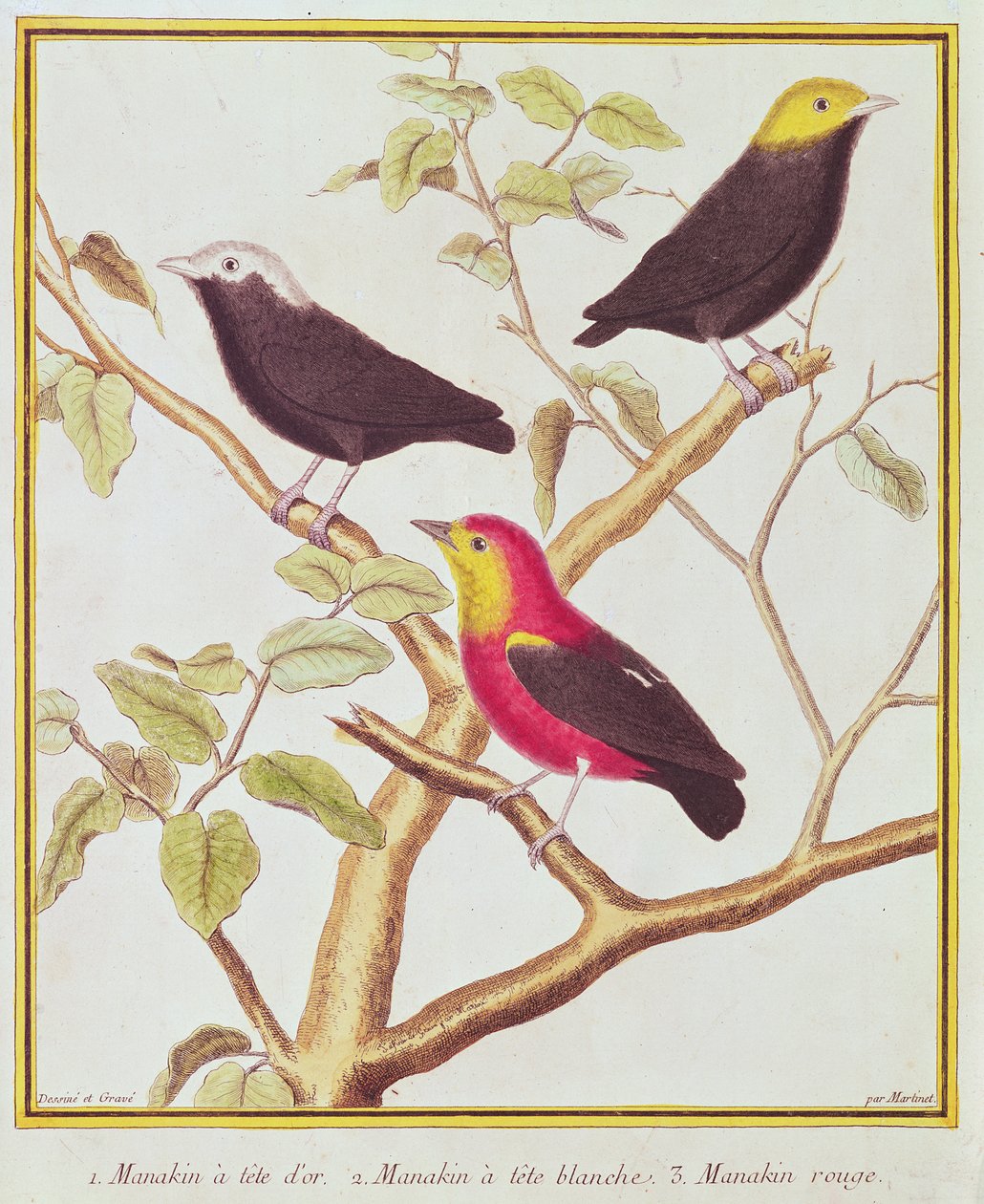 Manakins af Francois Nicolas Martinet
