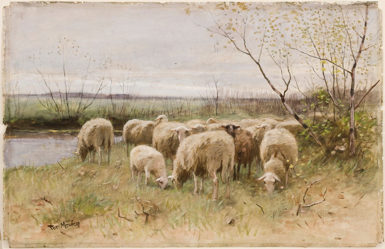 Får af Francois Pieter ter Meulen
