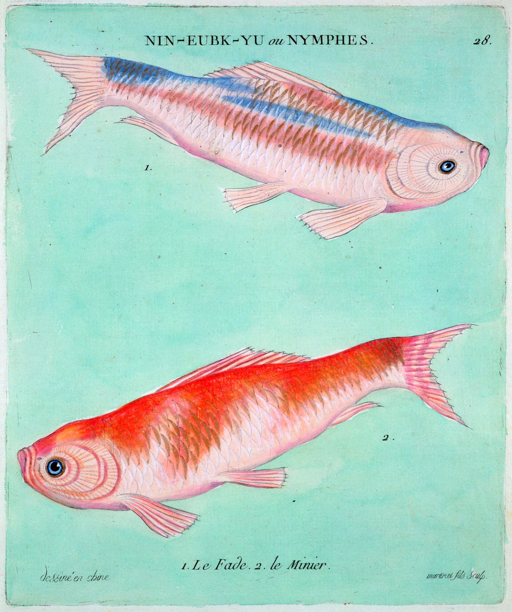 Kinesisk guldfisk, 1700-tallet af Francois Nicolas Martinet