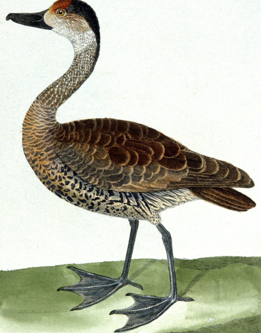 Piping Duck af Francois Nicolas Martinet