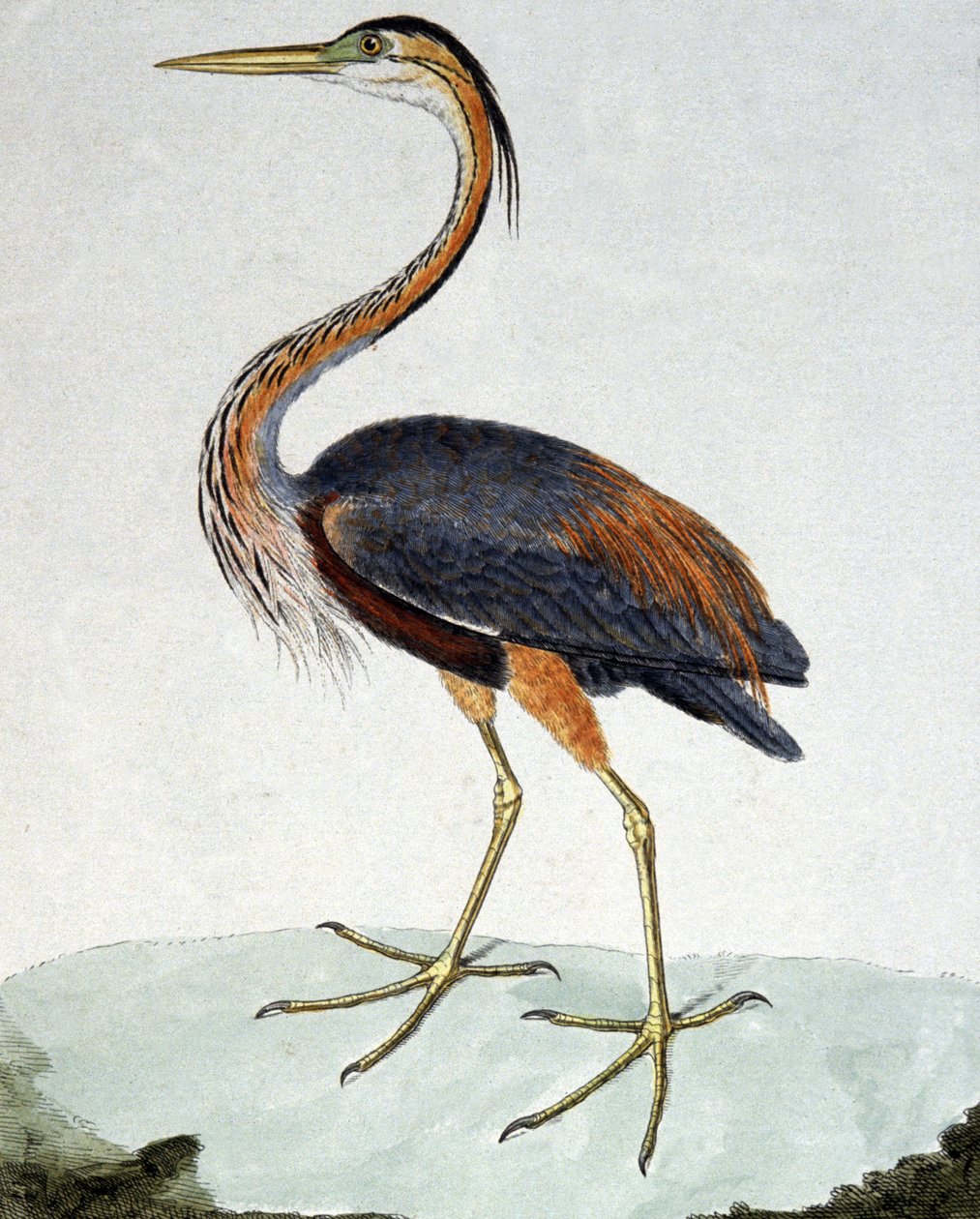 Den lilla hejre af Francois Nicolas Martinet