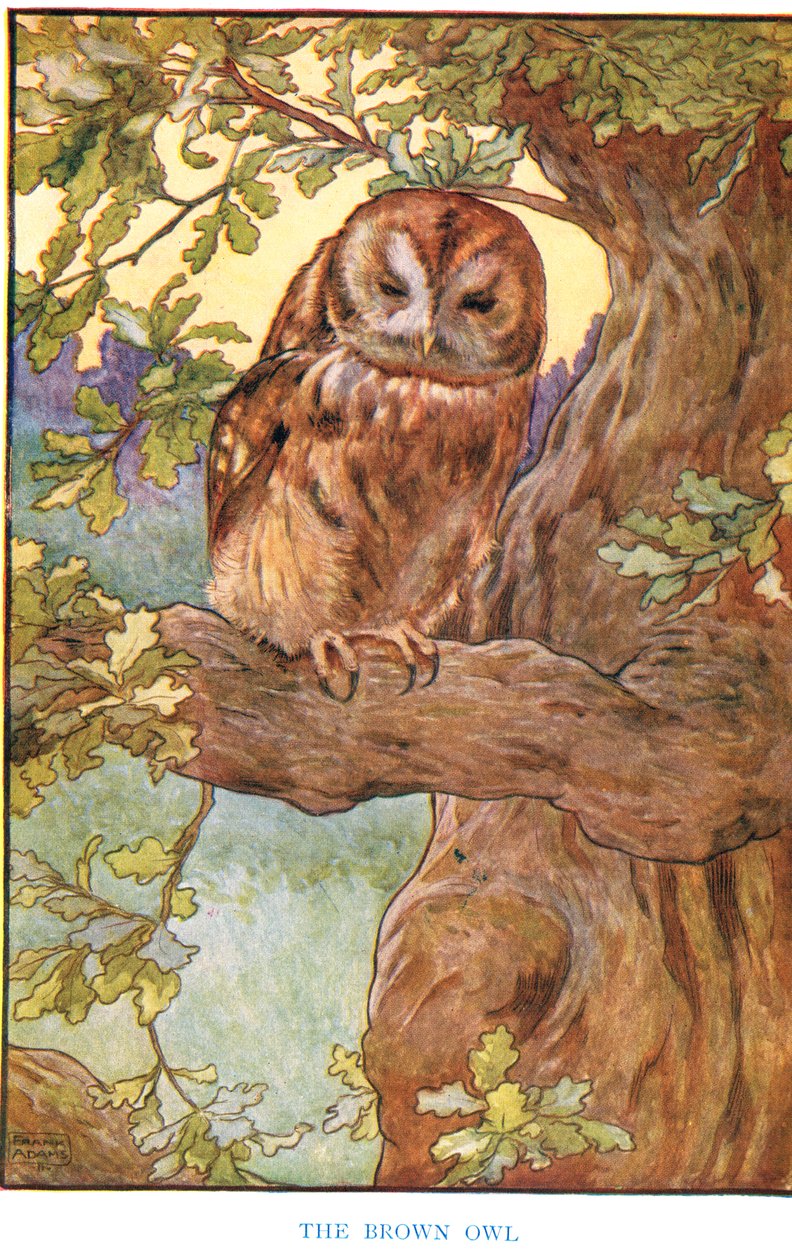 Den brune ugle, illustration fra 