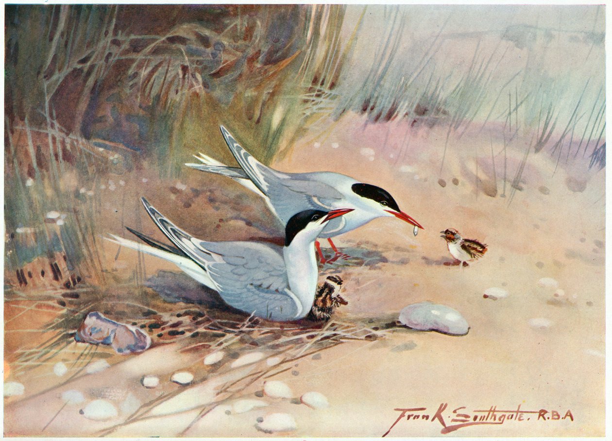 Tornskade, illustration fra "Wildfowl and Waders" (Vildfugle og vadefugle) af Frank Southgate