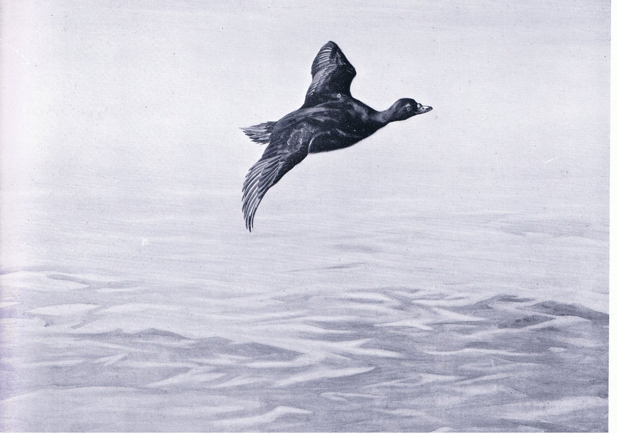 Scoter Duck af Frank Southgate