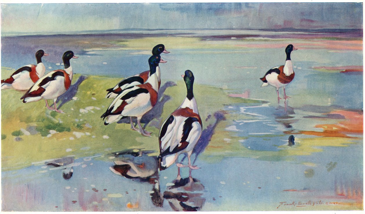 Shelducks on the Flats, illustration fra 