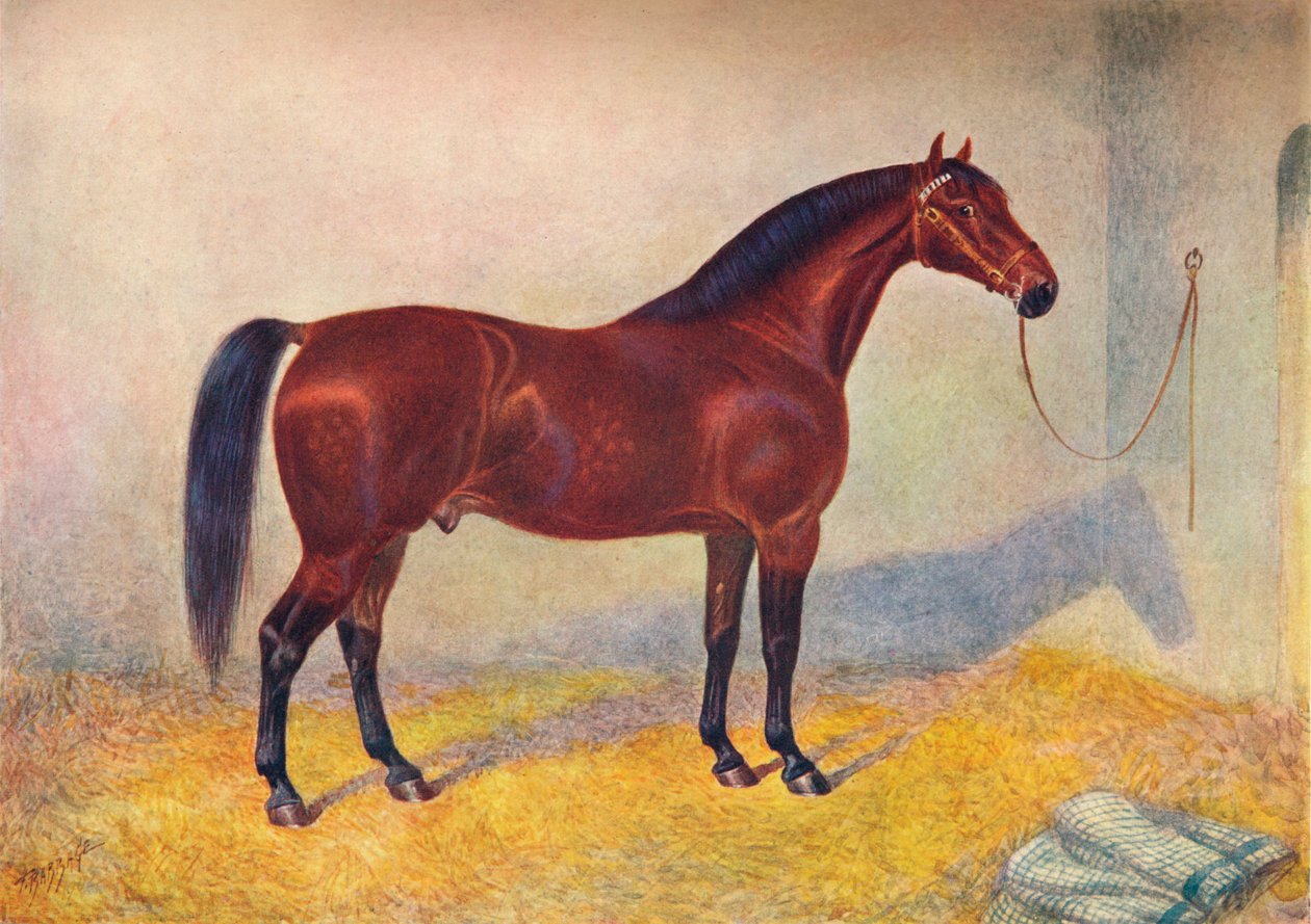 Cleveland Bay hingst Sultan, c1902 c1910 af Frank Babbage