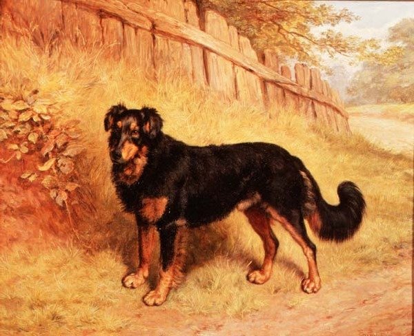 Border Collie af Frank Paton