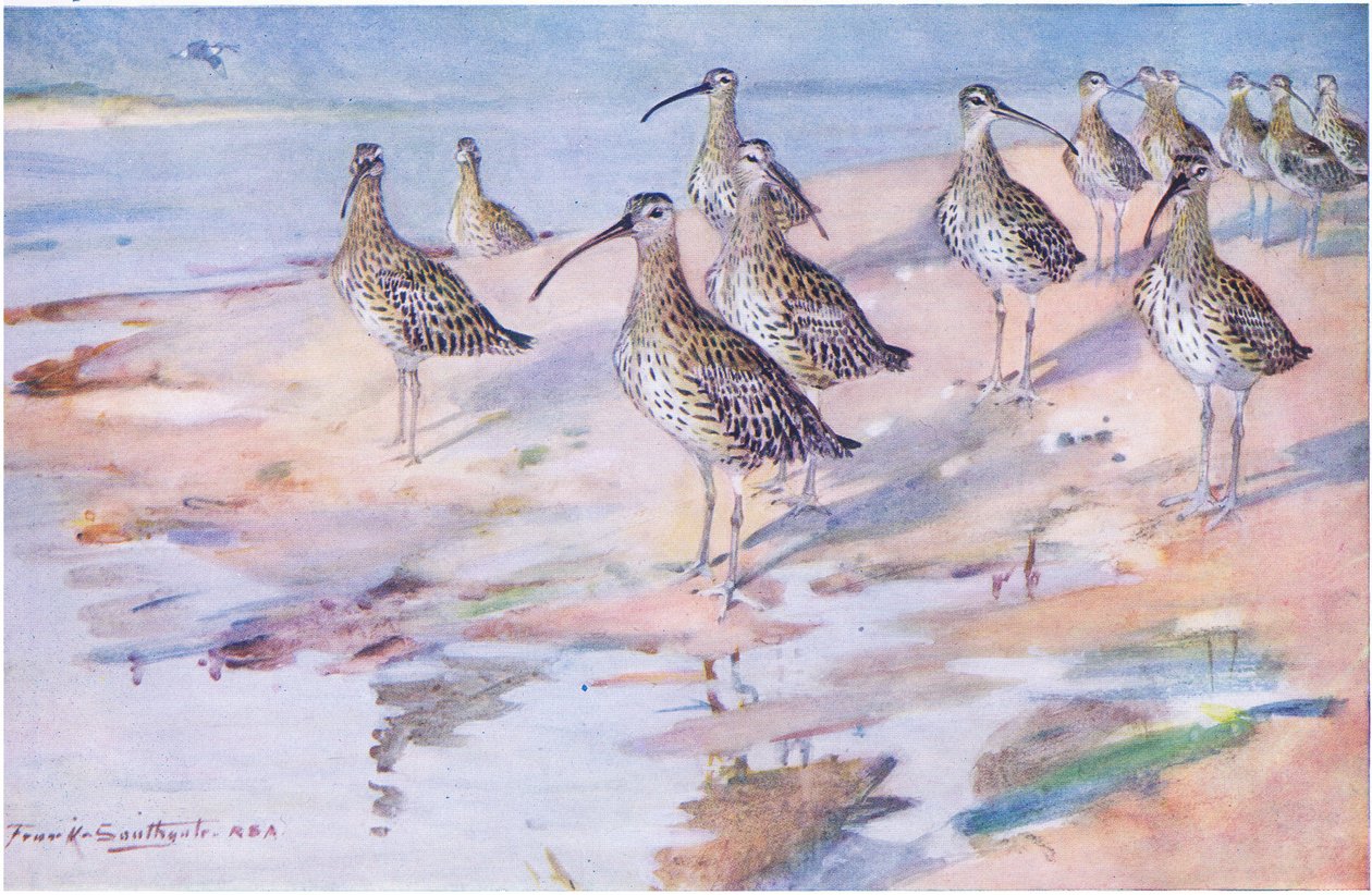 Curlews ved Blakeney Point (litho) af Frank Southgate