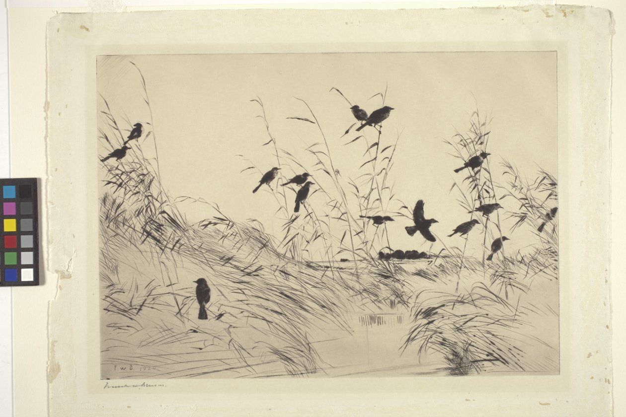 Blackbirds And Rushes (blæk på papir) af Frank Weston Benson