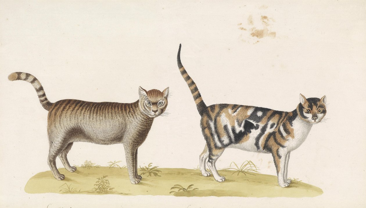 Vild kat, huskat af Franz Anton von Scheidel