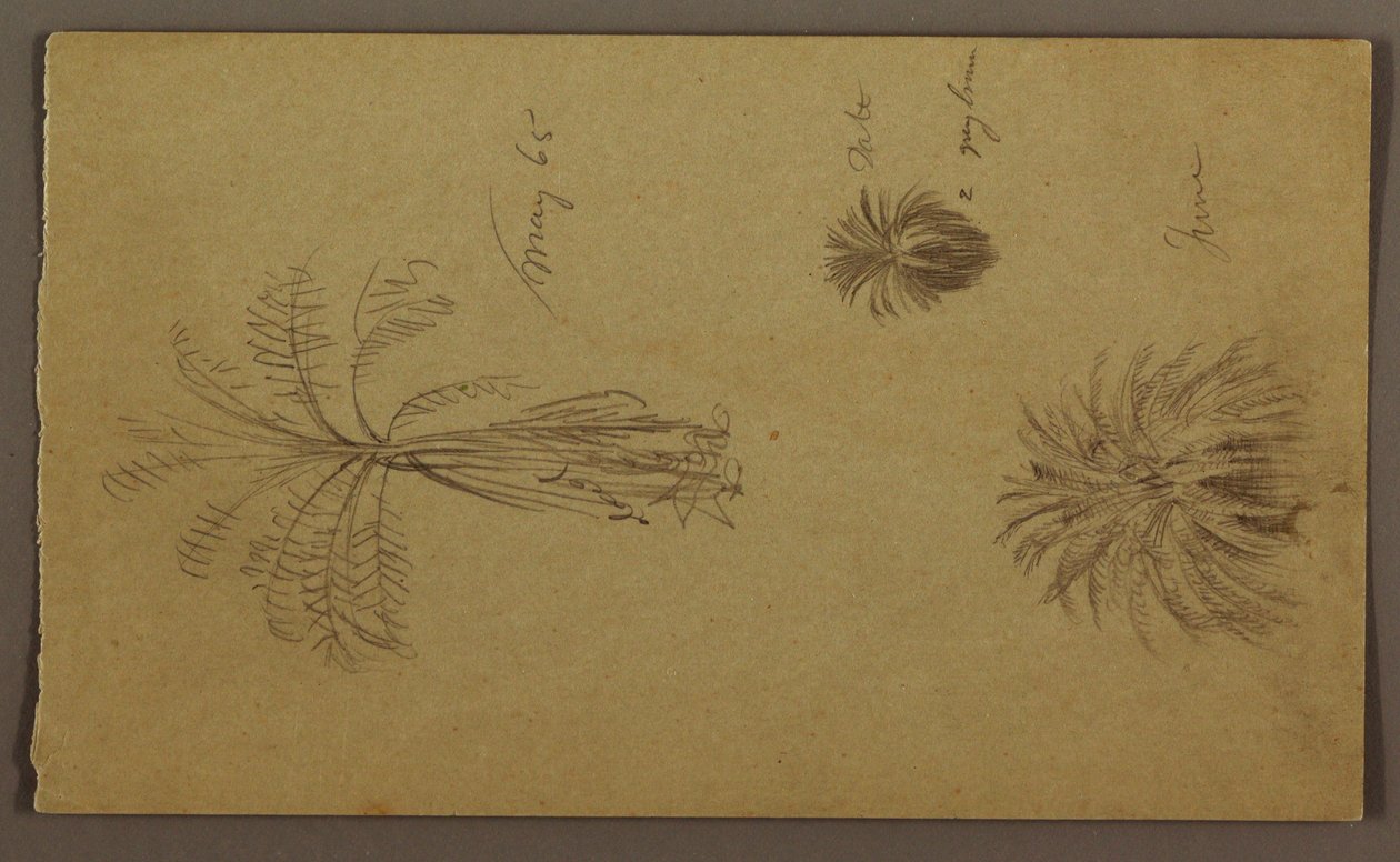 Tegning, botaniske skitser af Frederic Edwin Church