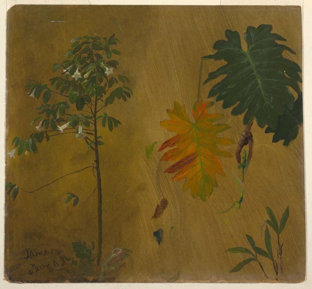 Botanisk undersøgelse, Jamaica af Frederic Edwin Church