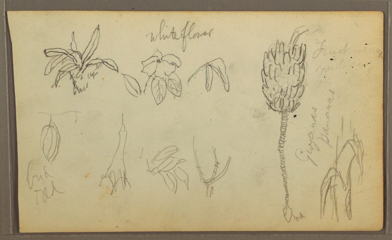 Tegning, Botaniske skitser, 1857 af Frederic Edwin Church