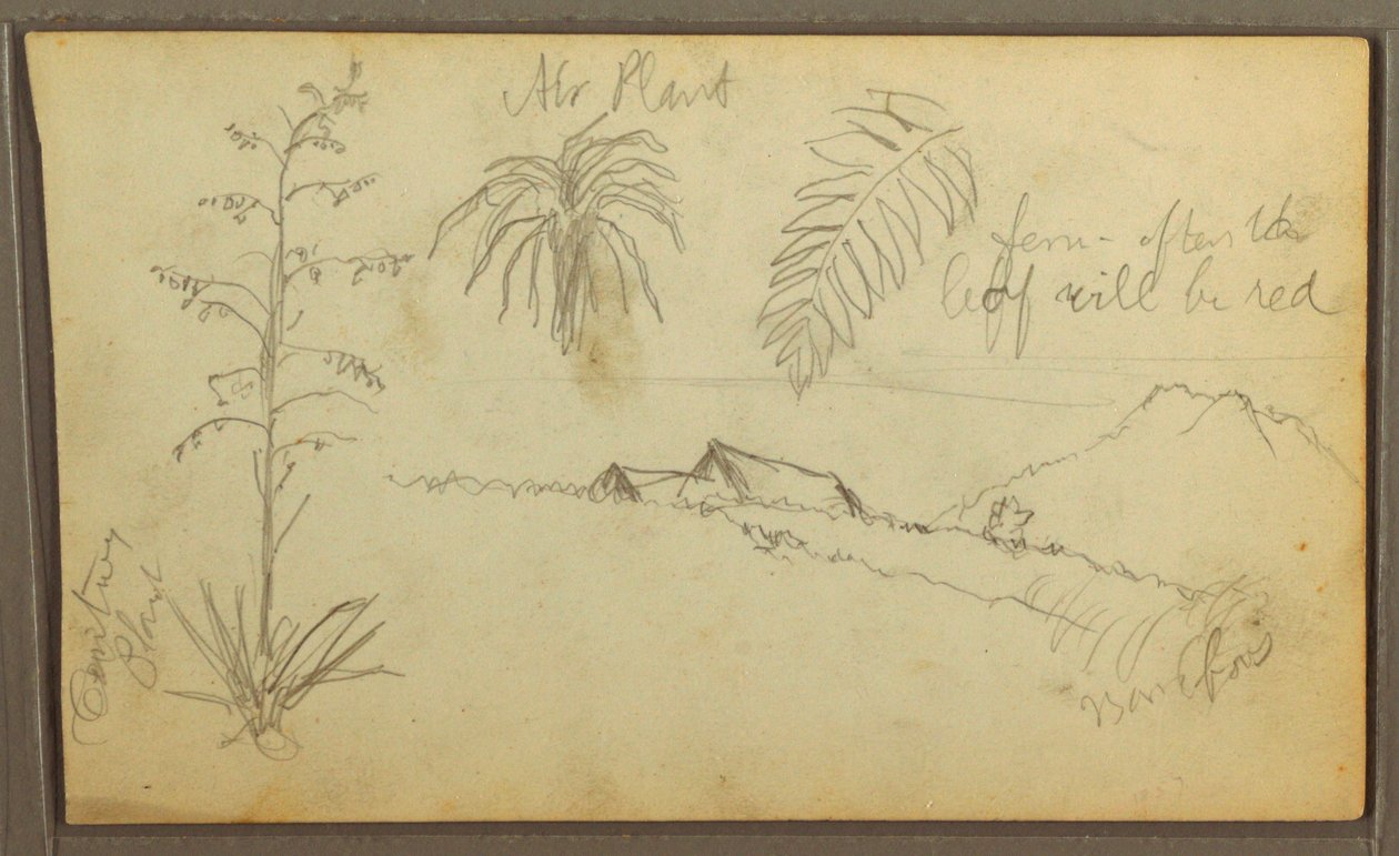 Tegning, Botaniske skitser, 1857 af Frederic Edwin Church