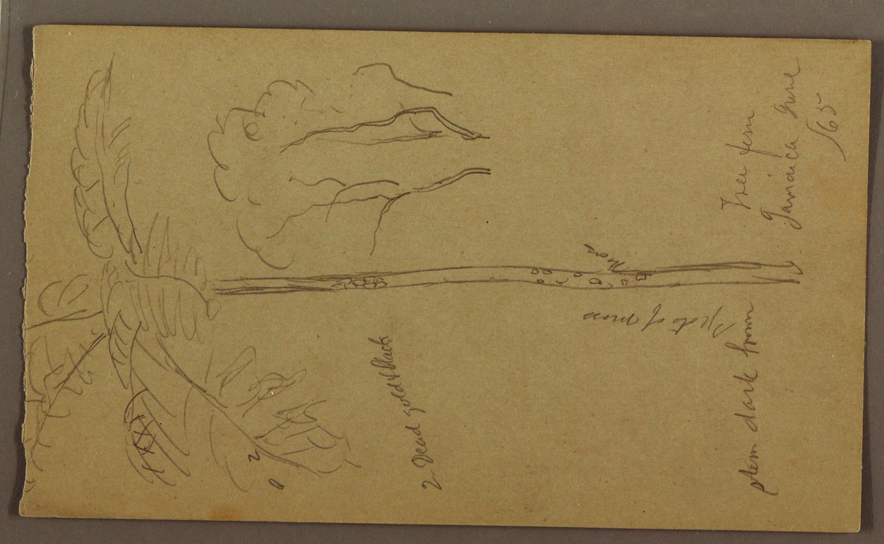 Tegning, botaniske skitser, juni 1865 af Frederic Edwin Church