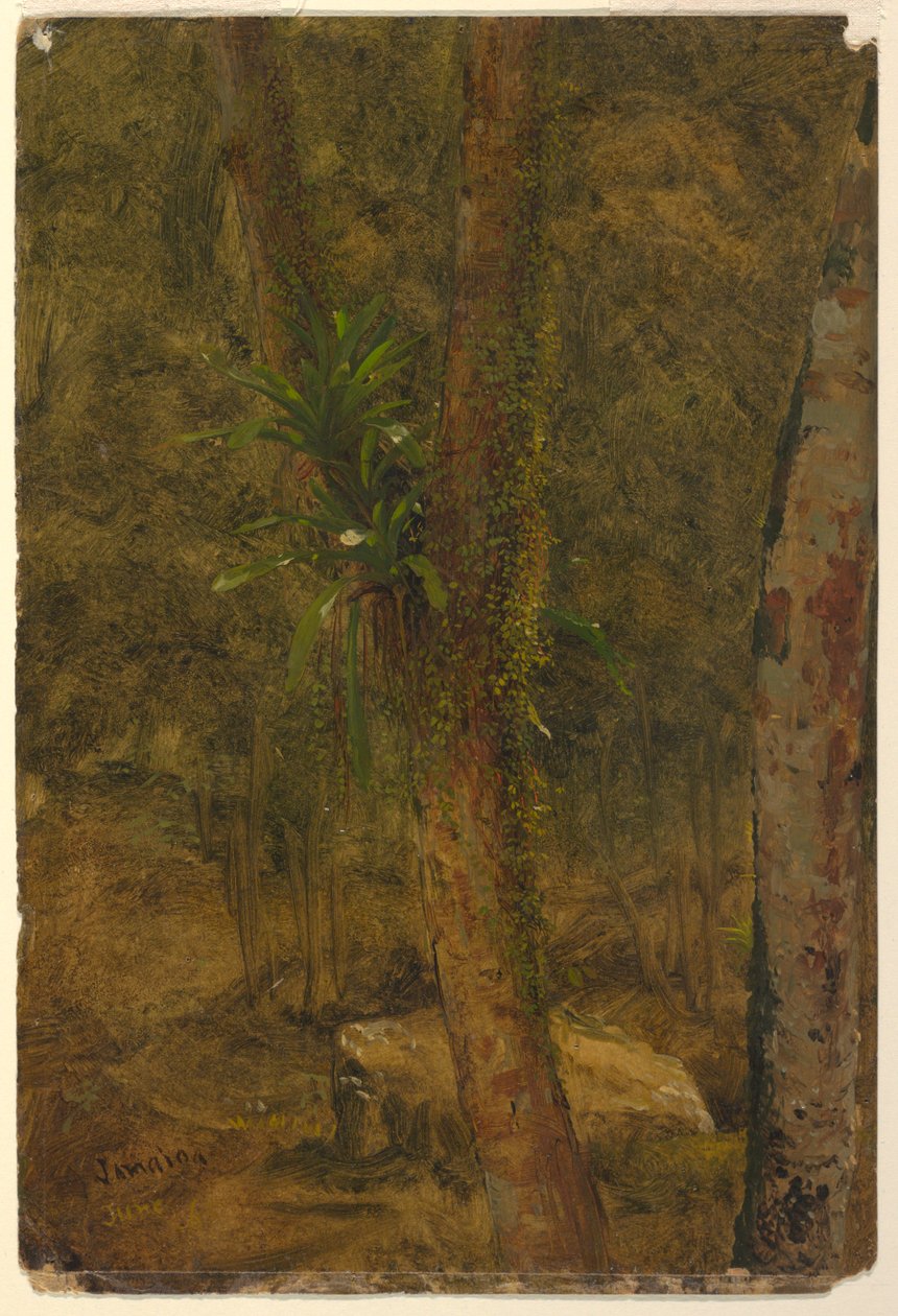 Tegning, junglescene, juni 1865 af Frederic Edwin Church