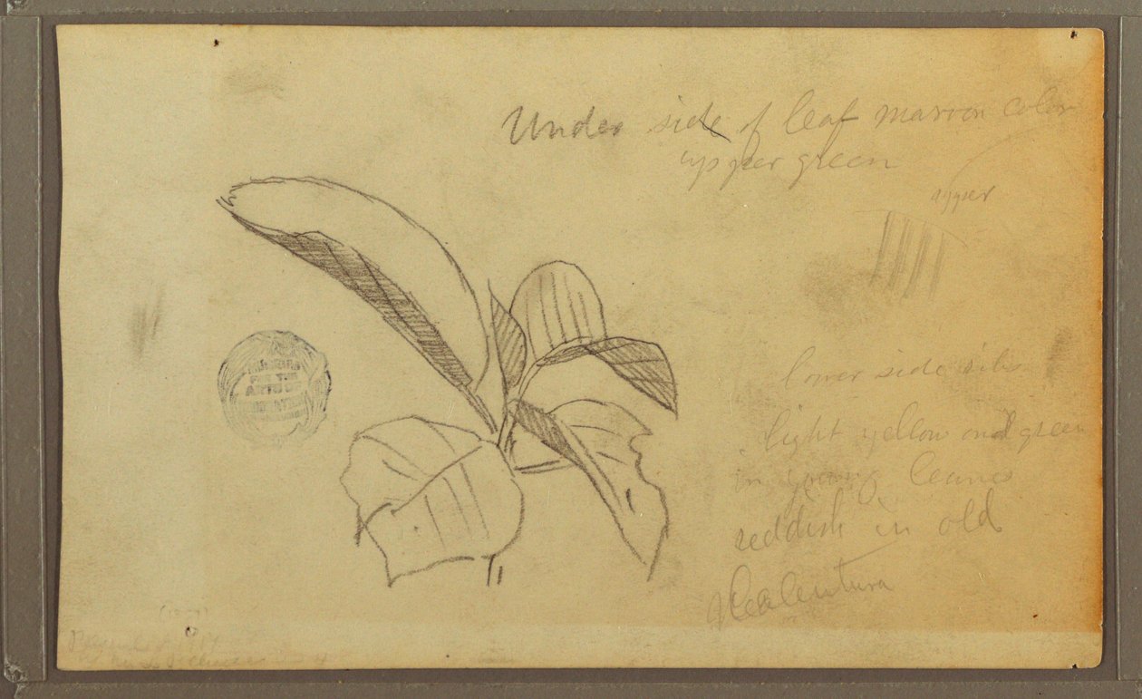 Tegning, blade, 1857 af Frederic Edwin Church