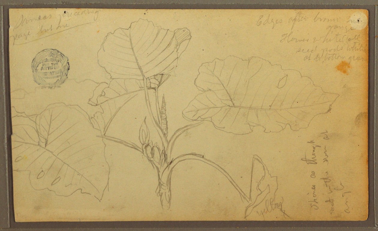 Tegning, blade, 1857 af Frederic Edwin Church