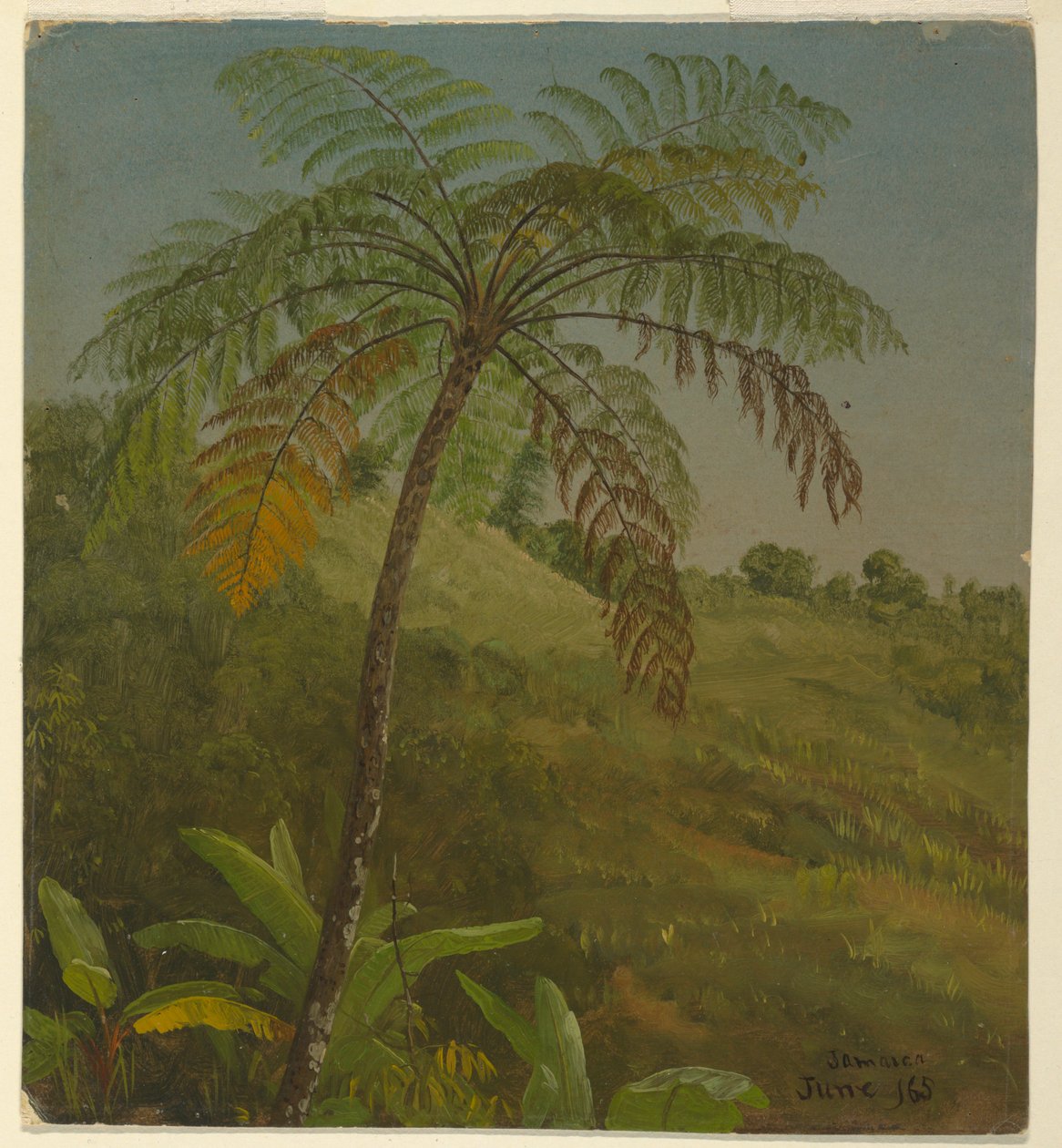 Tegning, palmetræ, Jamaica, juni 1865 af Frederic Edwin Church