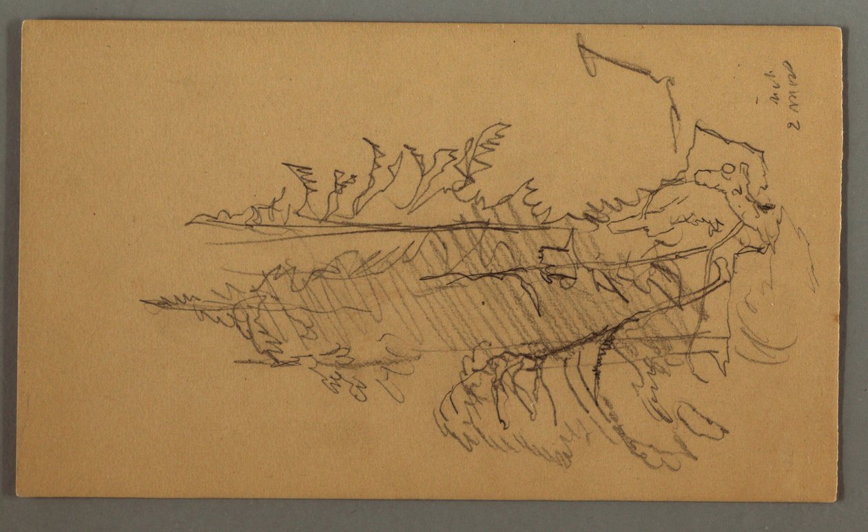 Tegning, Fyrretræer, muligvis 1868 af Frederic Edwin Church