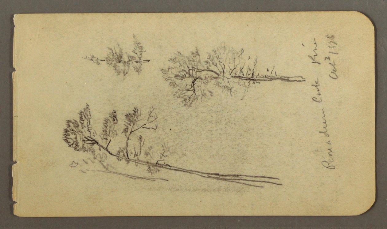 Tegning, studier af fyrretræer, 1878 af Frederic Edwin Church