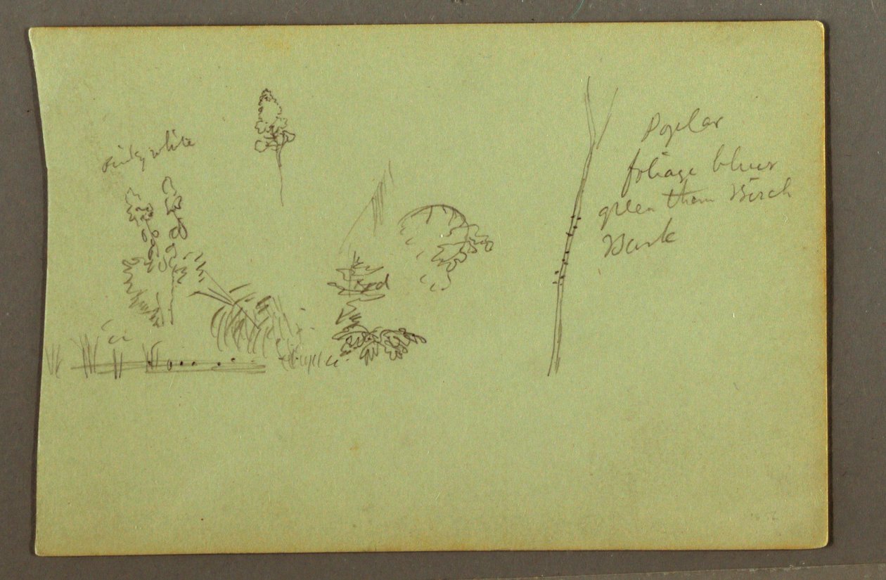 Tegning, Plantestudier, muligvis 1856 af Frederic Edwin Church