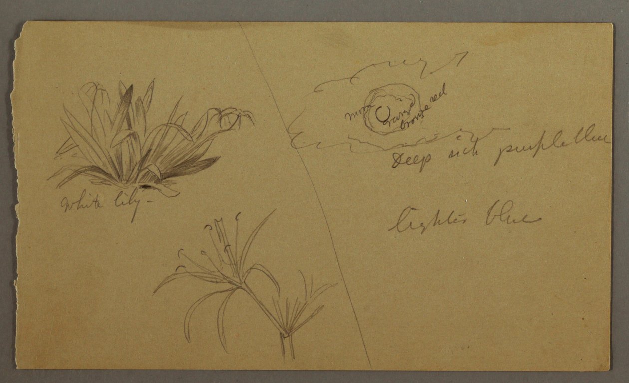 Tegning, Hvid lilje, måne, muligvis 1865-66 af Frederic Edwin Church