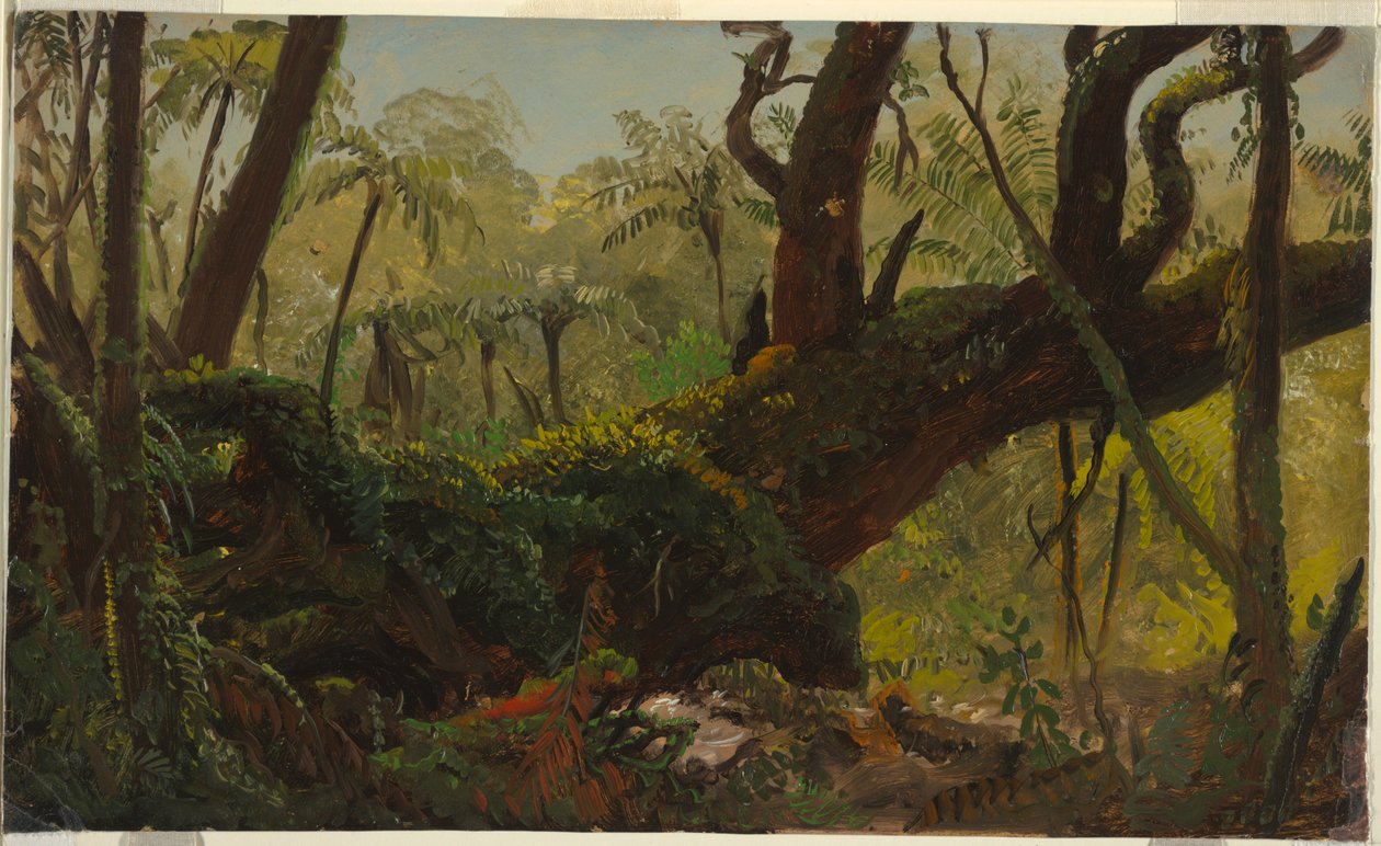 Regnskov, Jamaica af Frederic Edwin Church