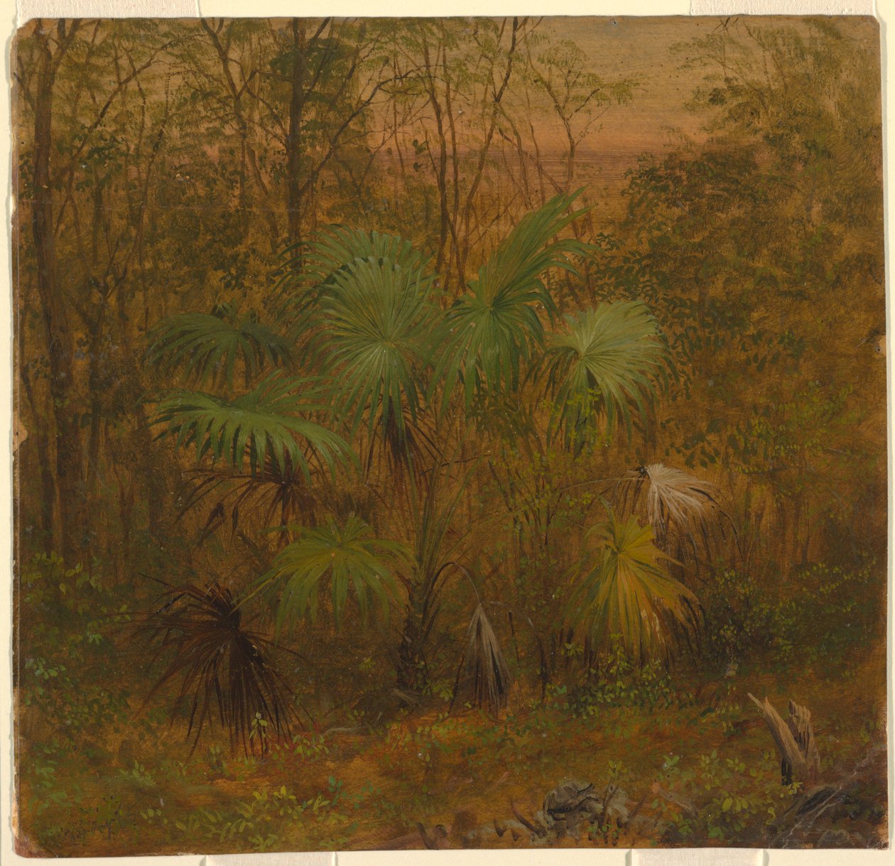 Thatch Palm, Jamaica af Frederic Edwin Church