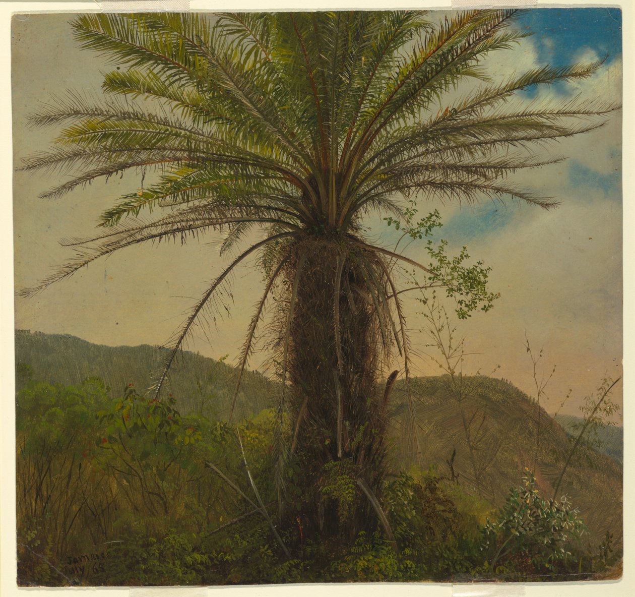 Tree Fern, Jamaica af Frederic Edwin Church